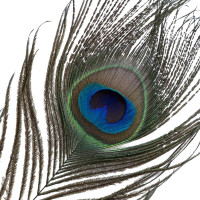 Тіклер LOCKINK SEVANDA Natural Peacock Flirting Feather Tickler, перо павича